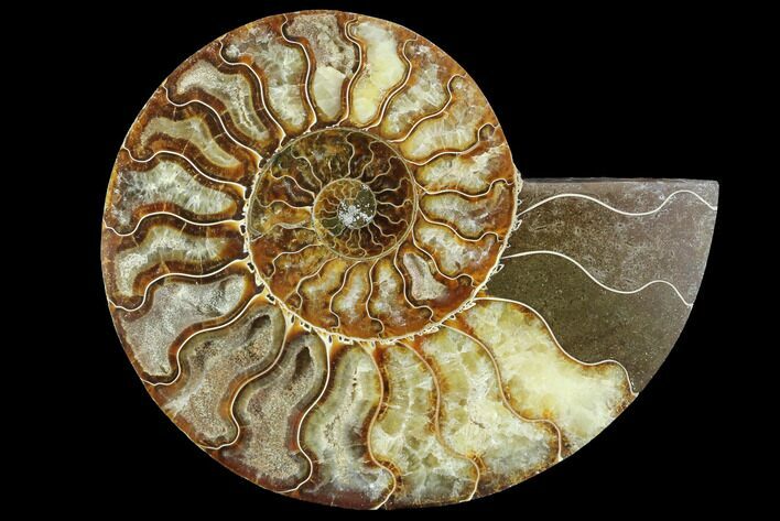 Agatized Ammonite Fossil (Half) - Madagascar #88195
